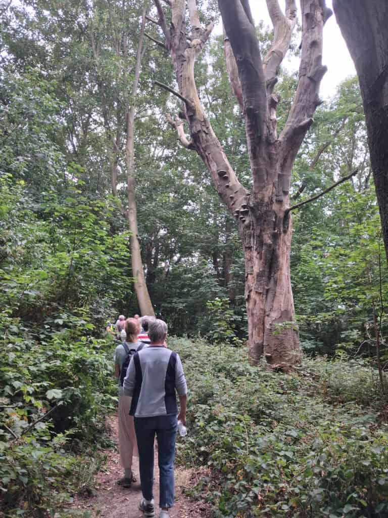 Wandelgroep door bos op 't Gelders Eiland met grote oude boom.